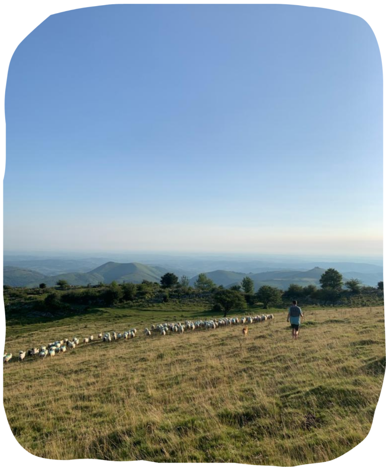 Les brebis en paturage